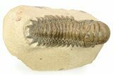 Detailed Crotalocephalina Trilobite - Atchana, Morocco #265261-2